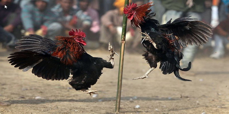 Sân chơi mang đến cho người chơi rất nhiều hình thức cược trên trường gà lớn