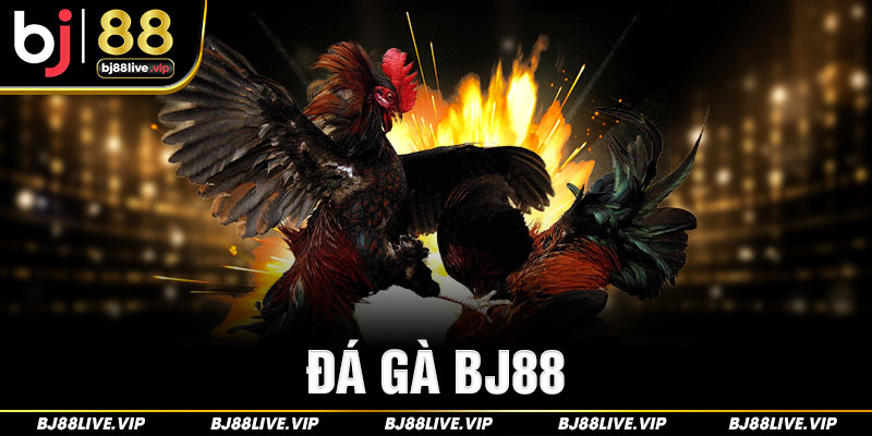 Giới thiệu về sảnh đá gà Bj88 chi tiết cho tân thủ